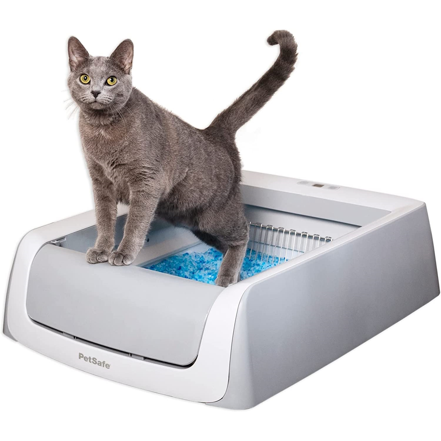 litter box